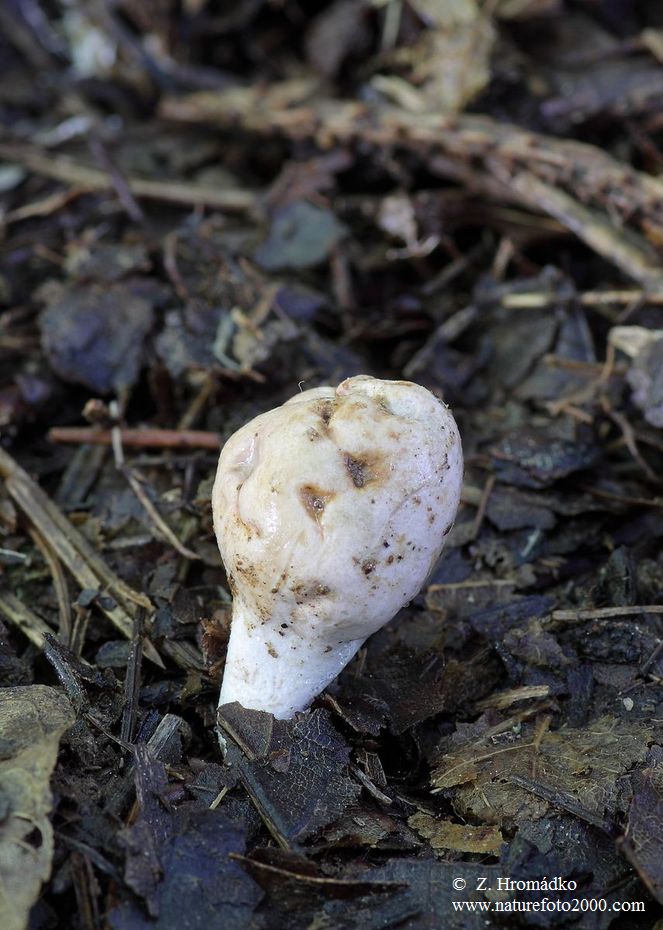 , Phallogaster saccatus (Mushrooms, Fungi)